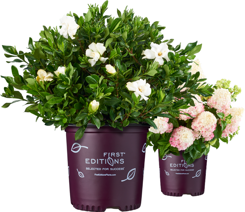 First Editions Potted Plants - Gardenia Clipart (796x690), Png Download