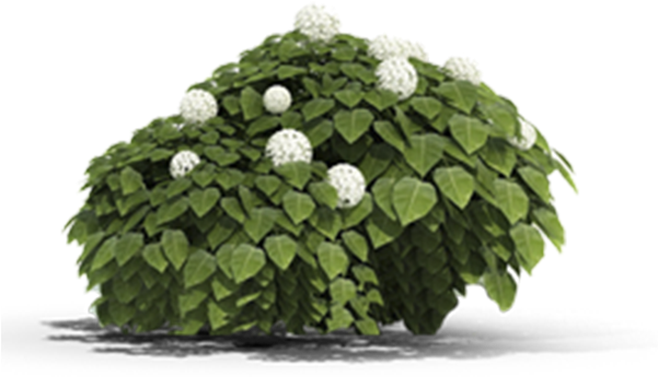 View In My Picture - Chrysanths Clipart (600x600), Png Download