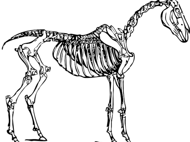 Horse Skeleton Clipart - Png Download (640x480), Png Download