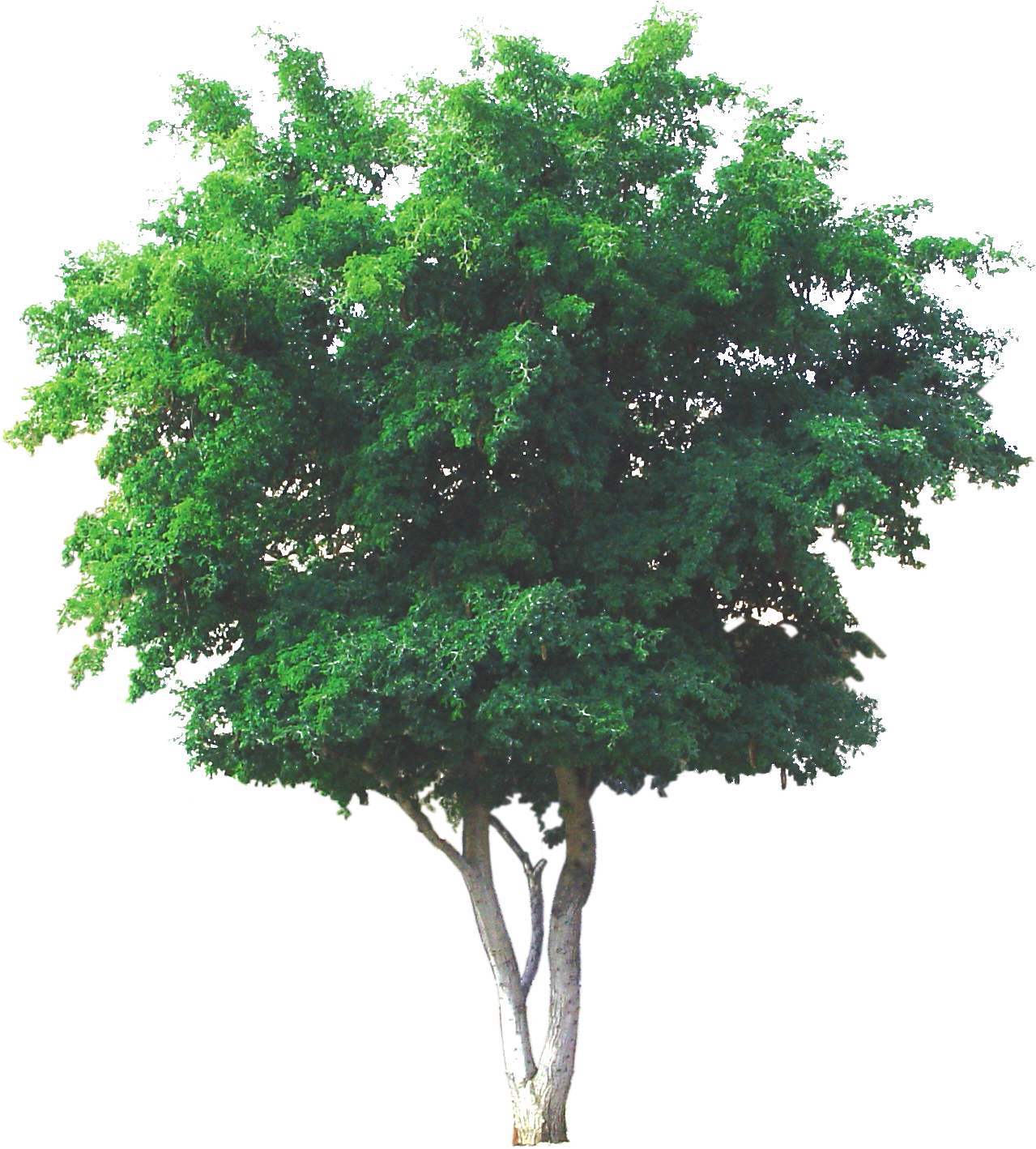 Texas Ebony - Texas Ebony Trees Clipart (1295x1417), Png Download