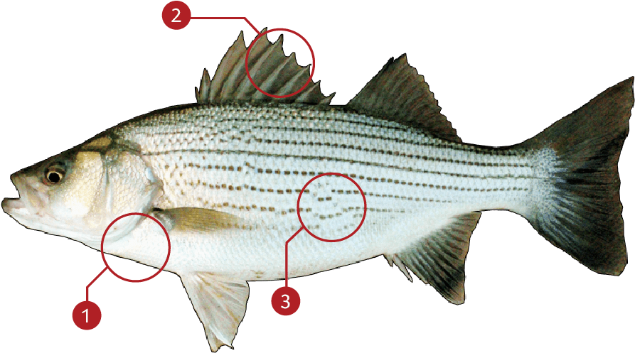 How To Identify A Striped Bass - Striper Bass Clipart (919x500), Png Download