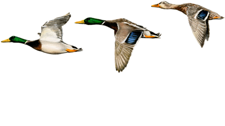 Bleed Area May Not Be Visible - Mallard Clipart (600x570), Png Download