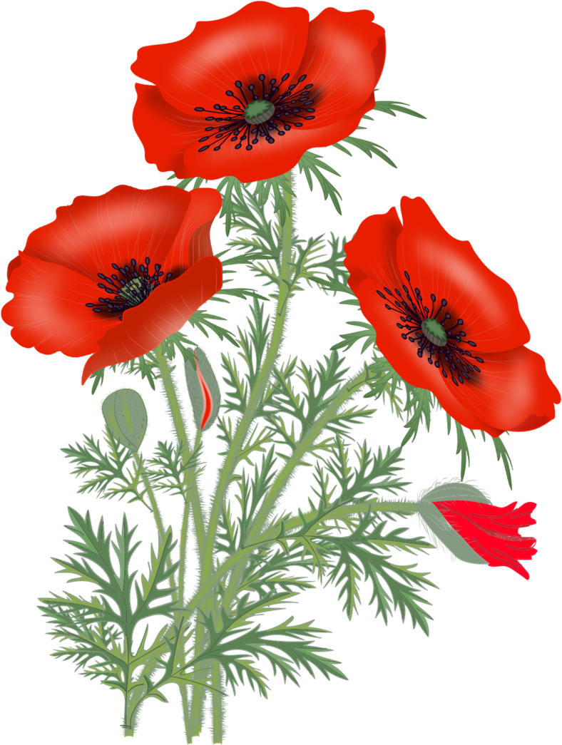 Pic @source - Poppy Flower Png Clipart (788x1045), Png Download