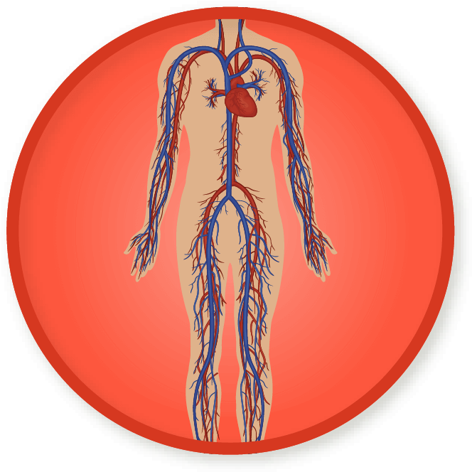 Win A Badge - Circulatory System Clipart (689x689), Png Download