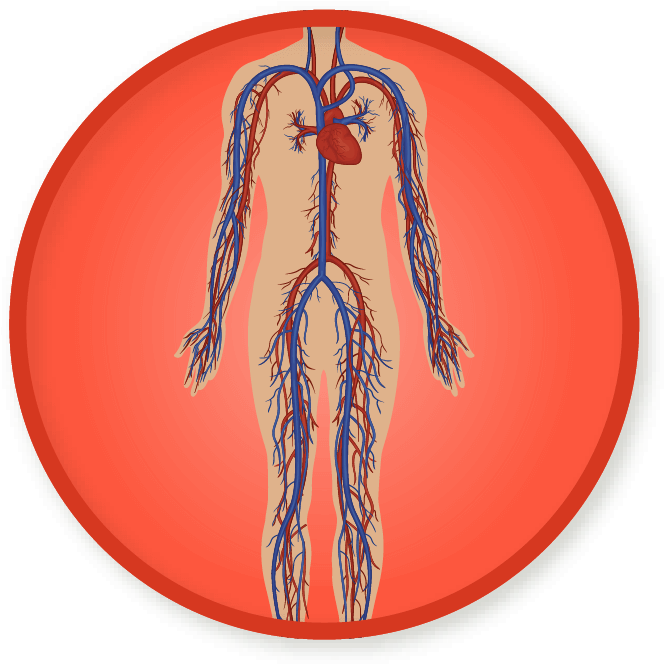 Win A Badge - Circulatory System Clipart - Large Size Png Image - PikPng