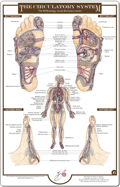 Reflexology Foot Charts Collection - Illustration Clipart (500x638), Png Download