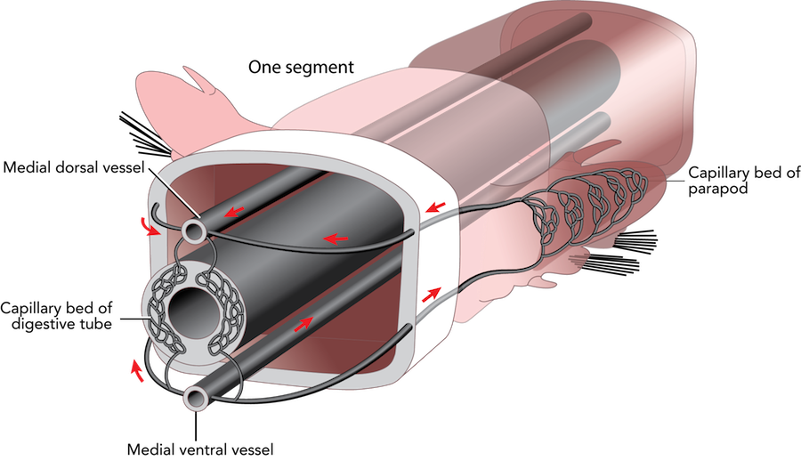 </strong> Circulatory System Clipart (900x518), Png Download