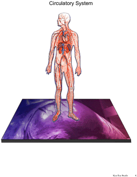 Page - Human Body Clipart (532x688), Png Download