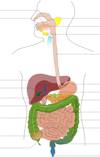 Circulatory System Diagram Unlabeled - Digestive System Diagram No Labels Clipart (672x599), Png Download