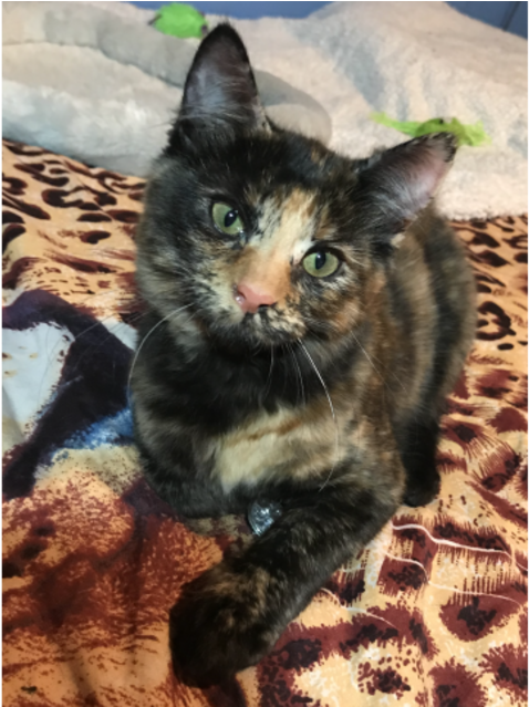 Donate To Petrescue - Domestic Short-haired Cat Clipart (638x638), Png Download