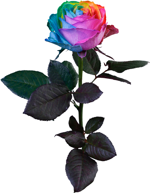 Rainbow Rose Clipart (640x675), Png Download