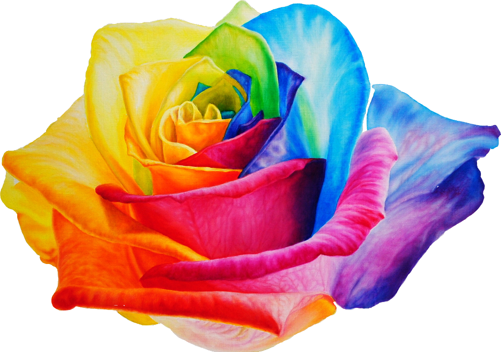 Rose - Garden Roses Clipart (1024x720), Png Download