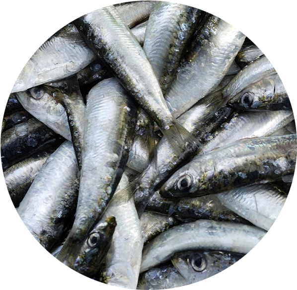 Category Shrimp Kinds - Sardine Clipart (903x600), Png Download