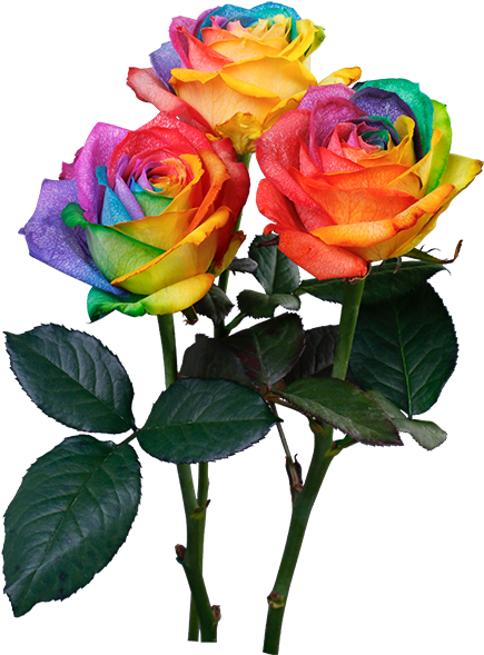 Floribunda Clipart (640x588), Png Download