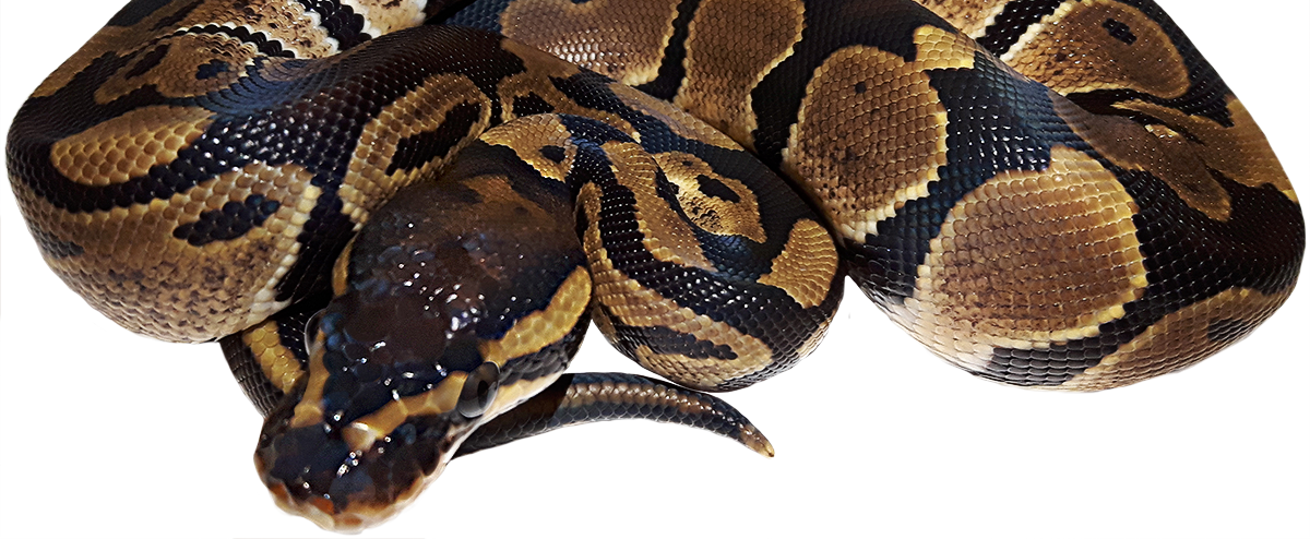 Download Baybeee 0 Banner - Ball Python Png Clipart Png Download - PikPng