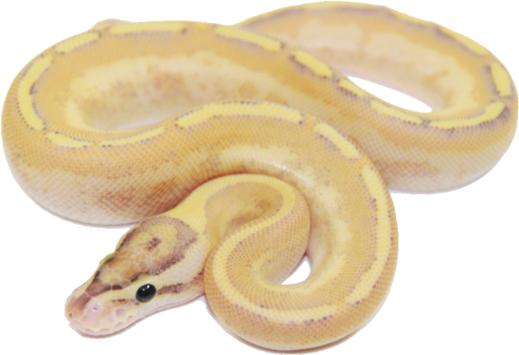 Enchi Puma Morphology - Serpent Clipart (1280x978), Png Download