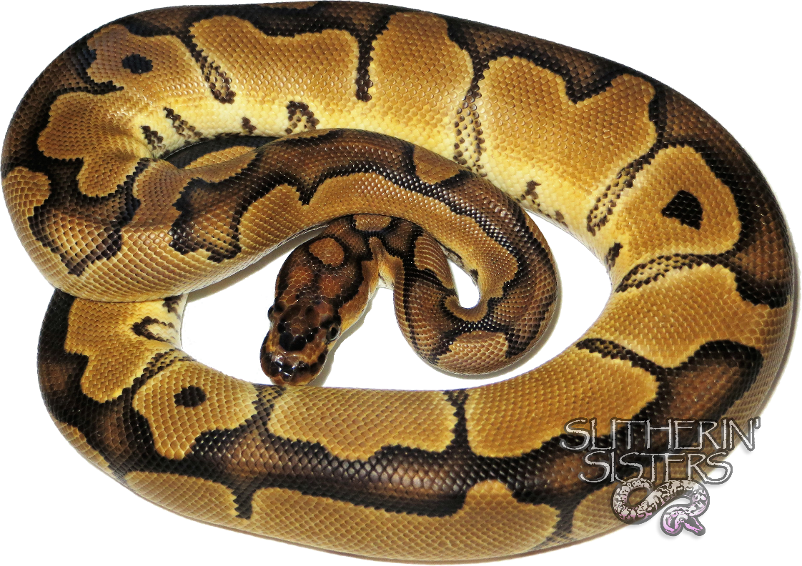 Serpent Clipart (1122x792), Png Download