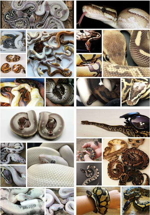 Ball Python Care Guide - Collage Clipart (503x719), Png Download