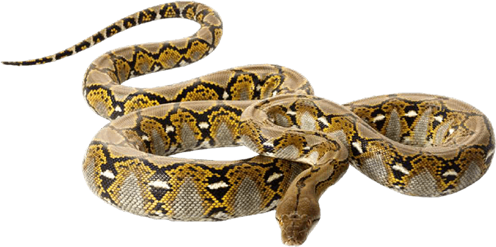 Royal Pythons Are Also Called Ball Pythons Because - Reticulated Pythons On White Background Clipart (761x568), Png Download