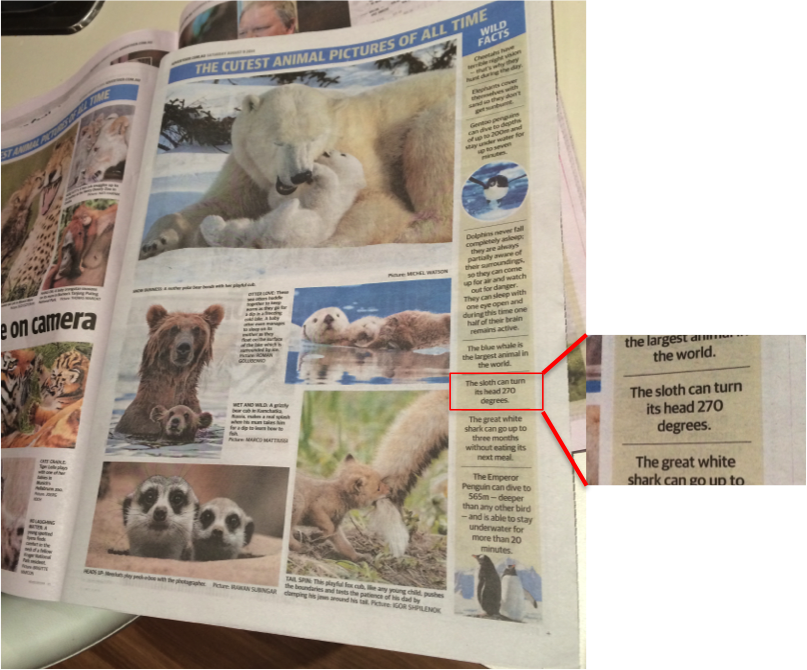 Advertiser1 Advertiser2 - Sumatran Rhinoceros Clipart (807x670), Png Download