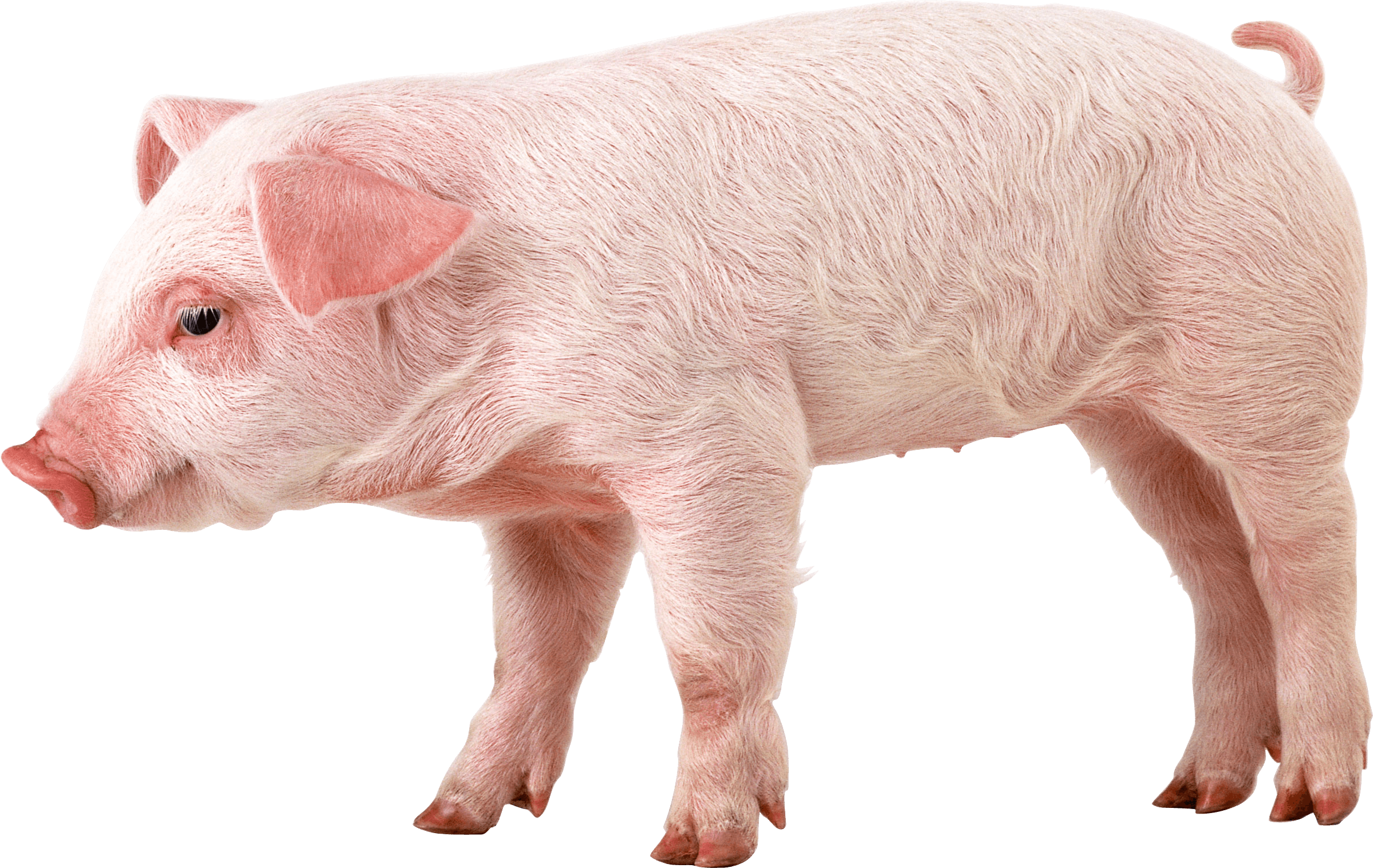 Pink Pig - Pig With Down Syndrome Clipart (2397x1517), Png Download
