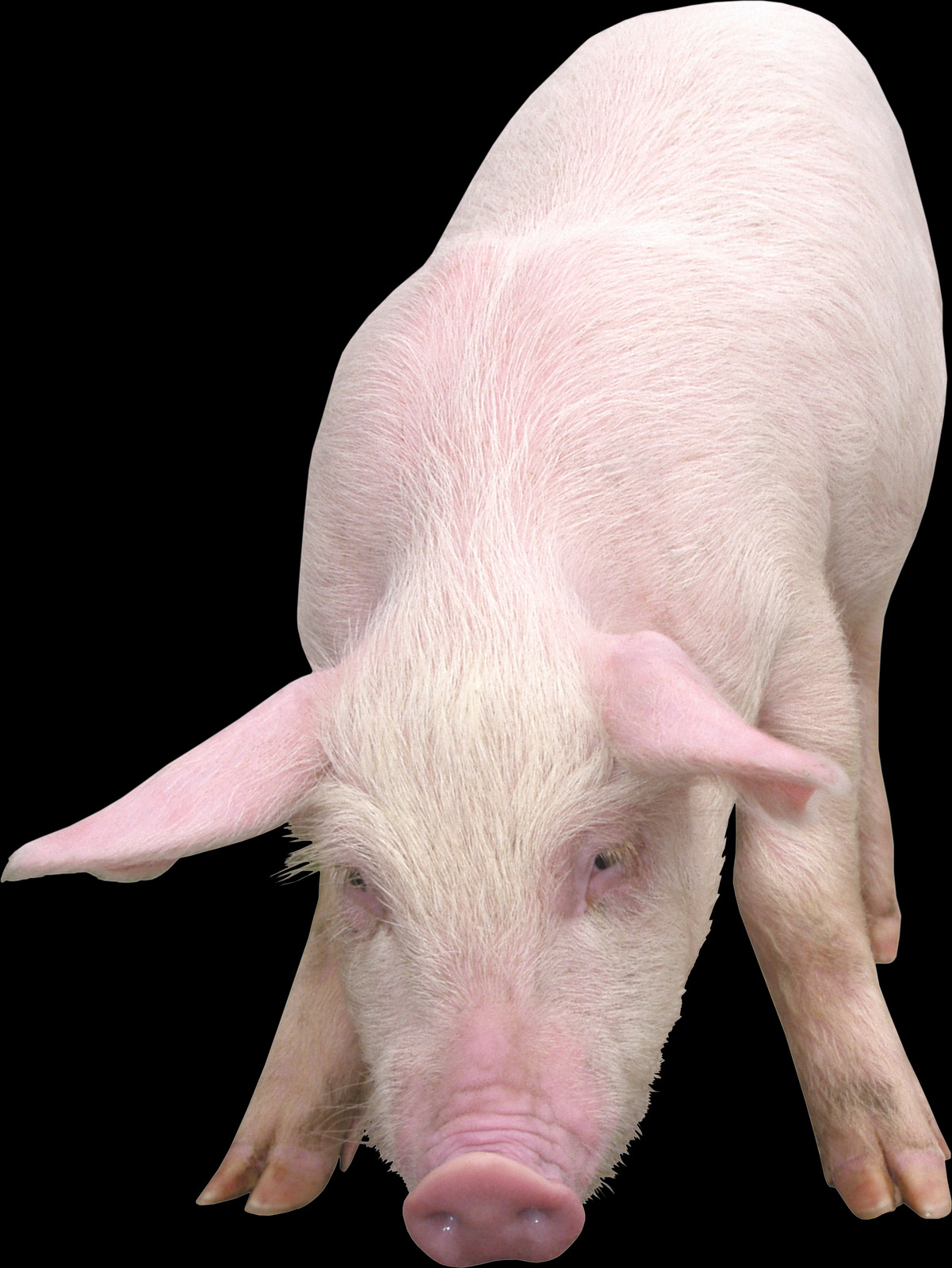 Domestic Pig Clipart (1201x1600), Png Download