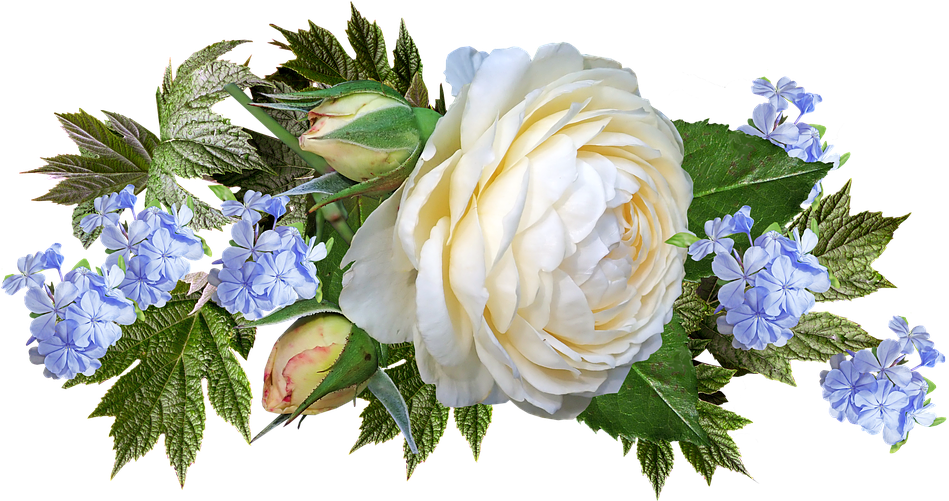 Rose, White, Flower, Plumbago, Garden, Nature - Garden Roses Clipart (960x500), Png Download