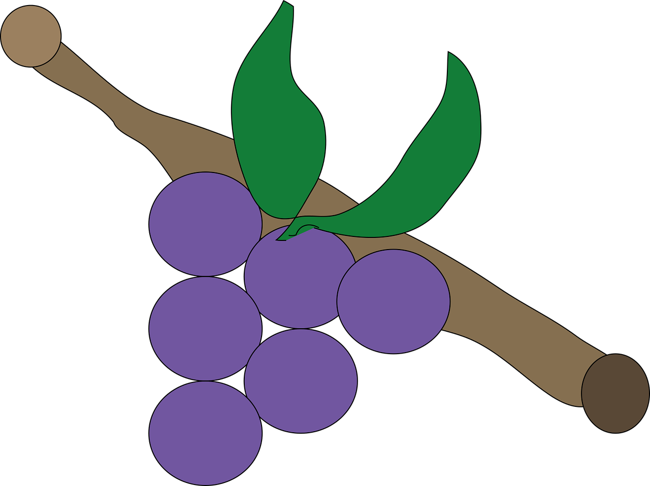 Grape Lila Purple - Üzüm Çizimi Clipart (1280x958), Png Download