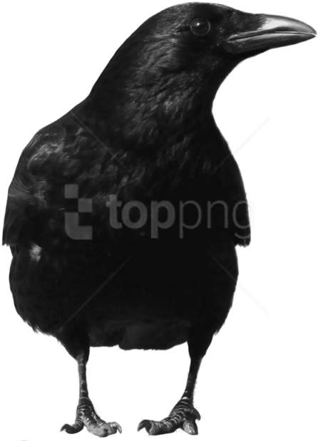 Free Png Download Crow Large Front Png Images Background - Crow Png Clipart (480x640), Png Download