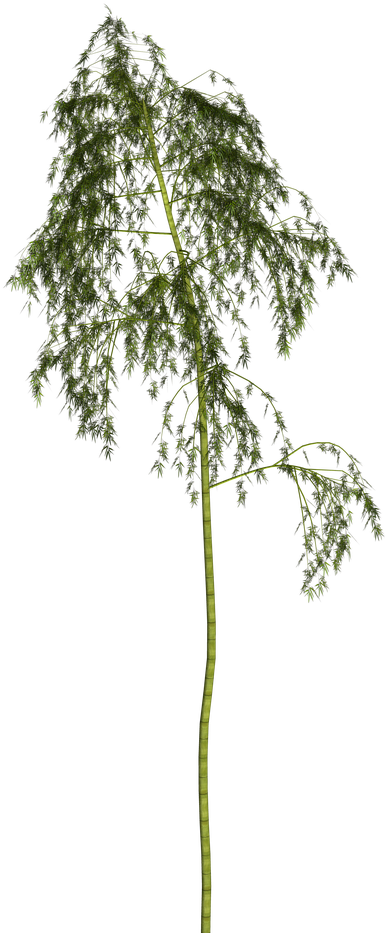 Bamboo Plant Wellness Png Image - Pond Pine Clipart (1280x960), Png Download