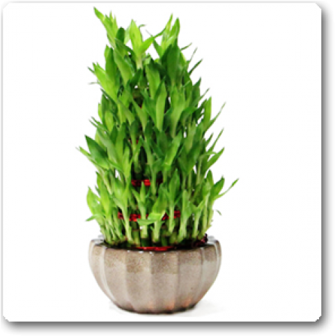 5 Layer Bamboo Plant Clipart (650x489), Png Download