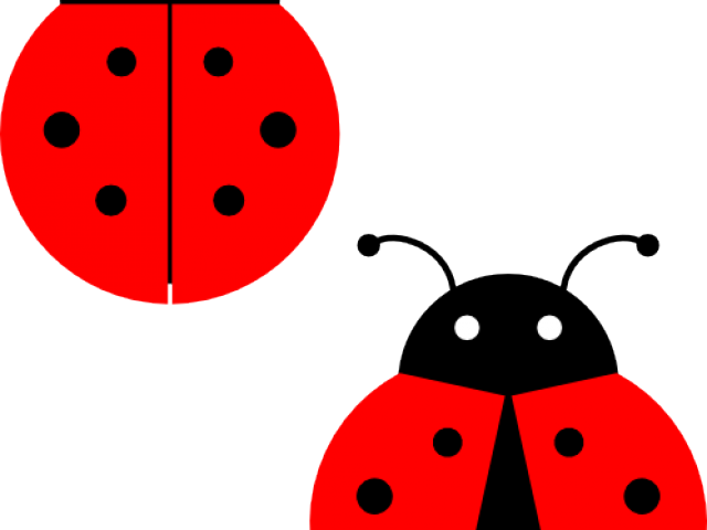Lady Bug Png Clipart Transparent Png (640x480), Png Download