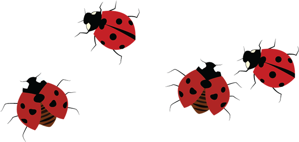 Also, Many People Find Them Disgusting Because Their - Ladybug Clipart (800x390), Png Download