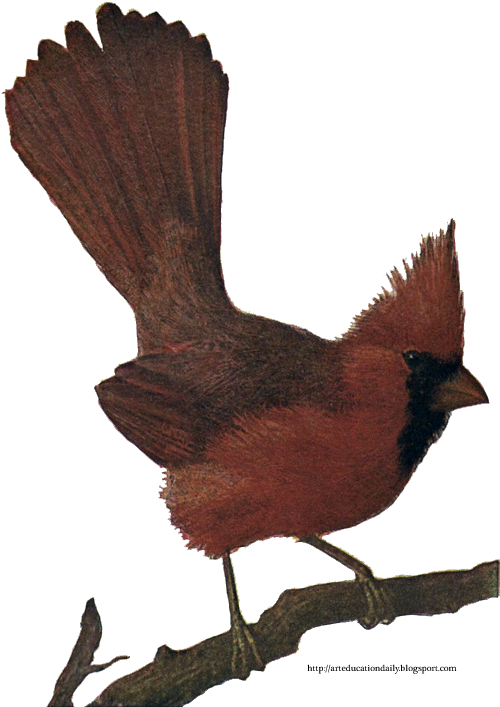 Cardinal Drawing Bird - Perching Bird Clipart (529x716), Png Download