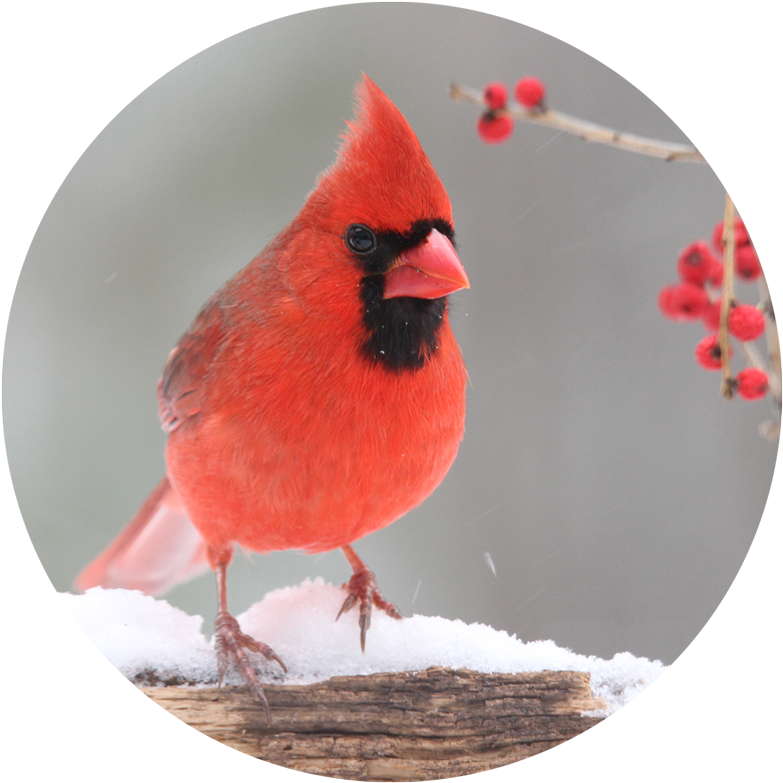 Northern Cardinal Clipart (800x800), Png Download