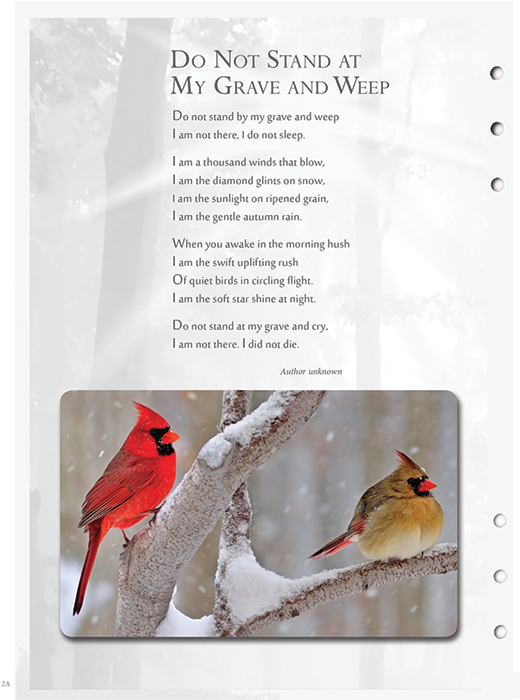 Cardinal - Cardinals In Snow Clipart (800x800), Png Download