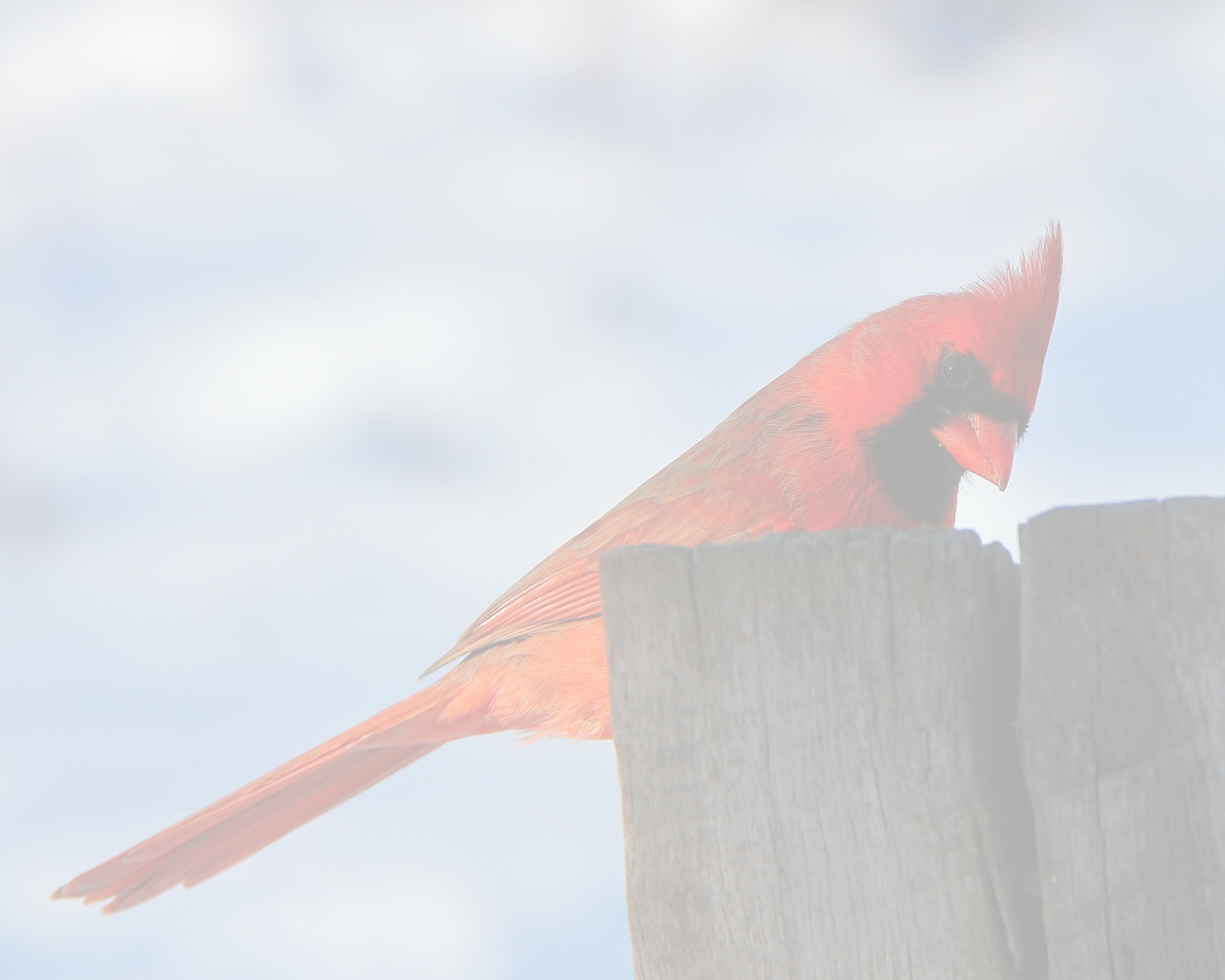 Bird-cardinal - Northern Cardinal Clipart (1280x1024), Png Download