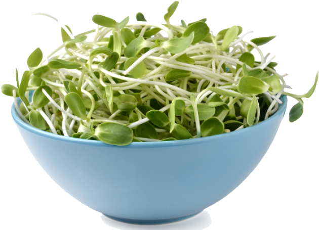 Download Alfalfa Png Image - Sprouting Clipart (700x465), Png Download