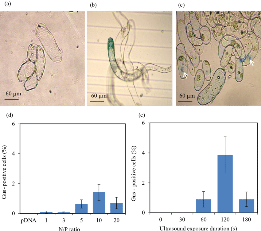 Untreated (control) Alfalfa Cells And (b - Drawing Clipart (850x753), Png Download