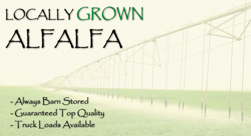 The Farmhouse Feed Store - Grass Clipart (800x435), Png Download