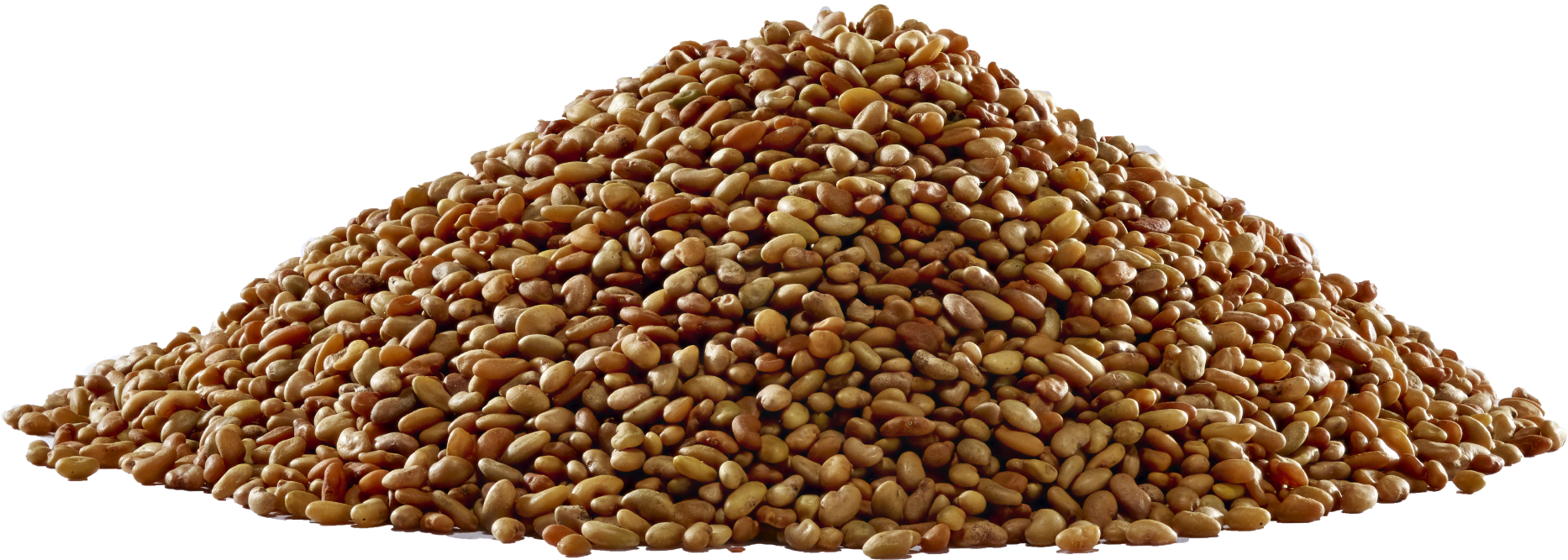 Alfalfa-seed2 - Pulse Clipart (1897x714), Png Download