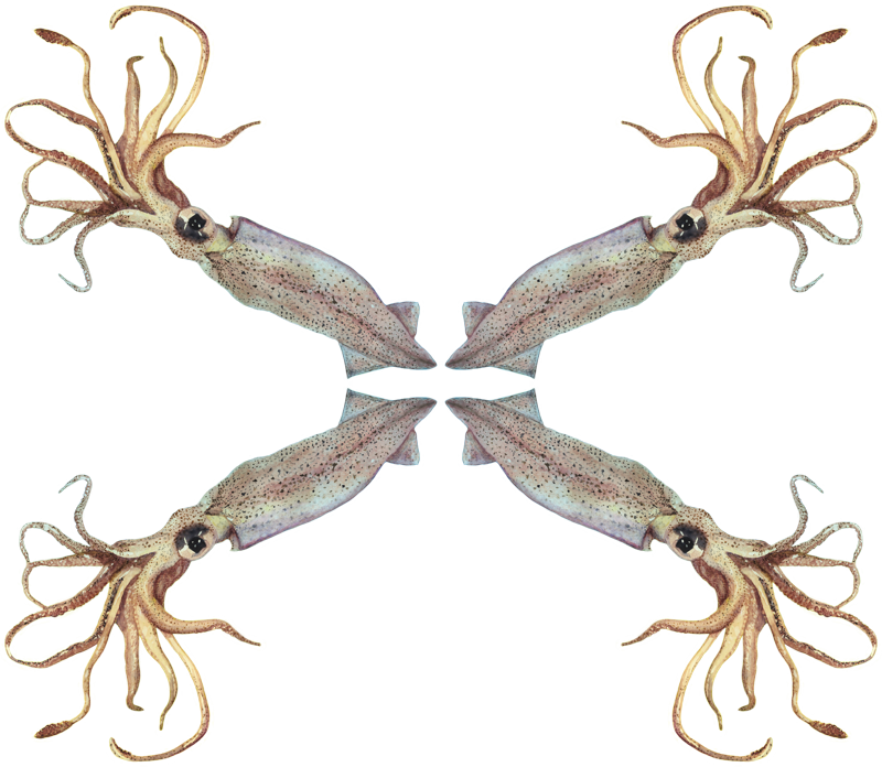 Squid Clipart (800x696), Png Download