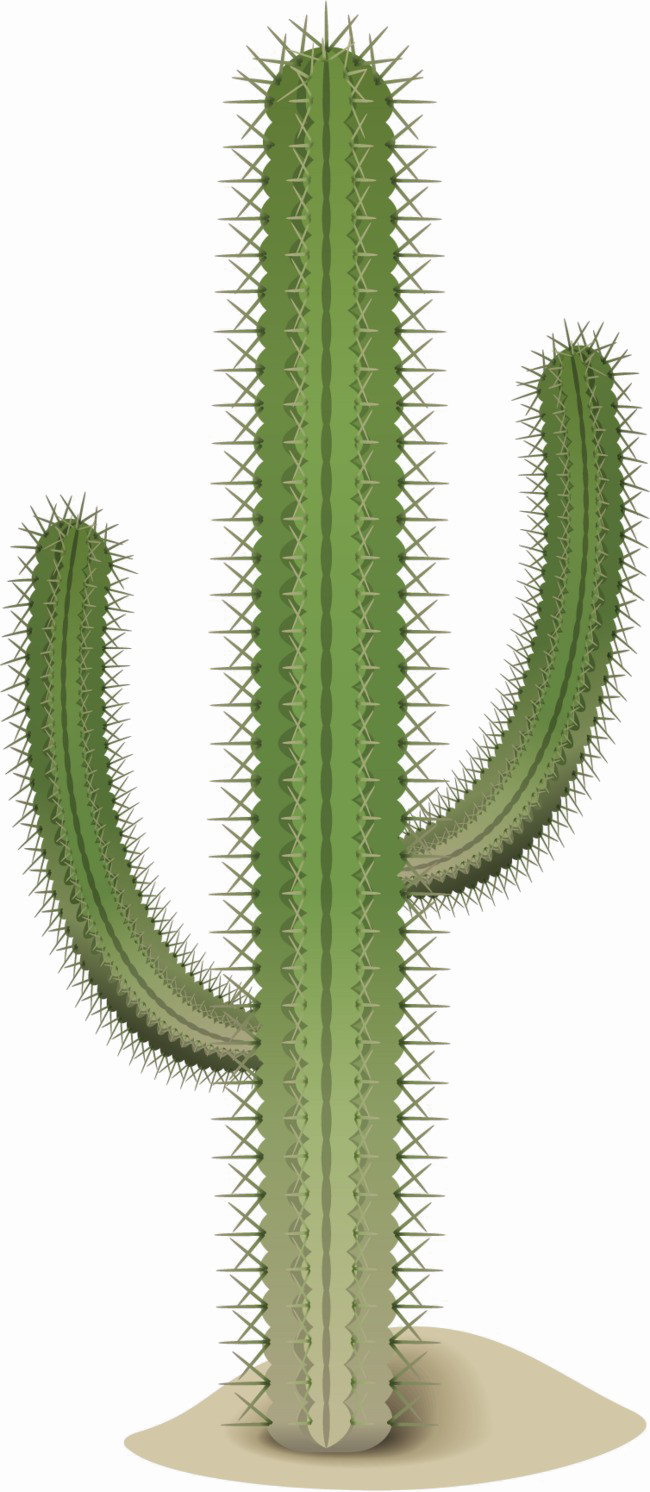 Saguaro Cactus Transparent Image - Acanthocereus Tetragonus Clipart (650x1492), Png Download