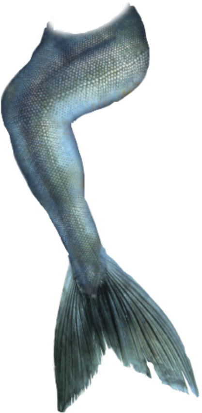 Transparent Mermaid Tail Png Clipart (1024x1024), Png Download