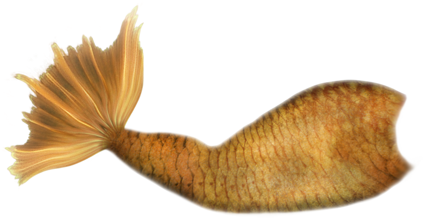 Calda De Sereia Png Clipart (900x806), Png Download