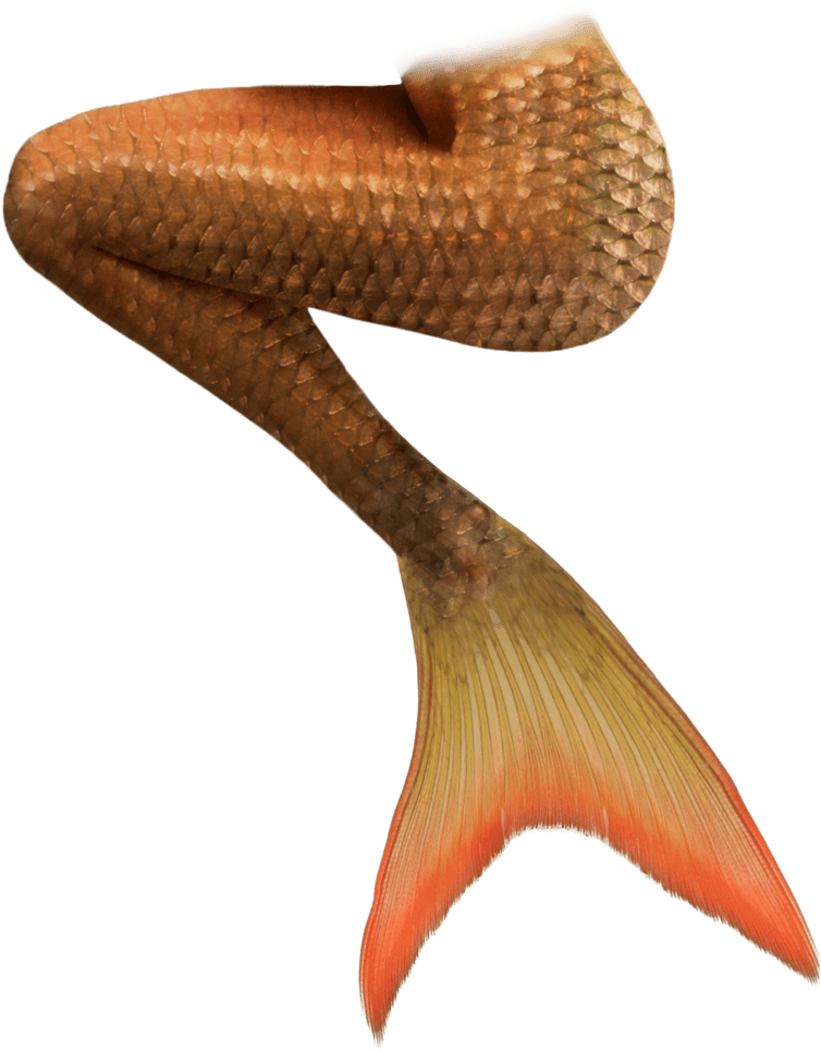 Orange Mermaid Tails - Cauda De Sereia Imagens Clipart (900x1131), Png Download