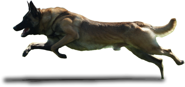 Running Dogs Png Clipart (800x418), Png Download