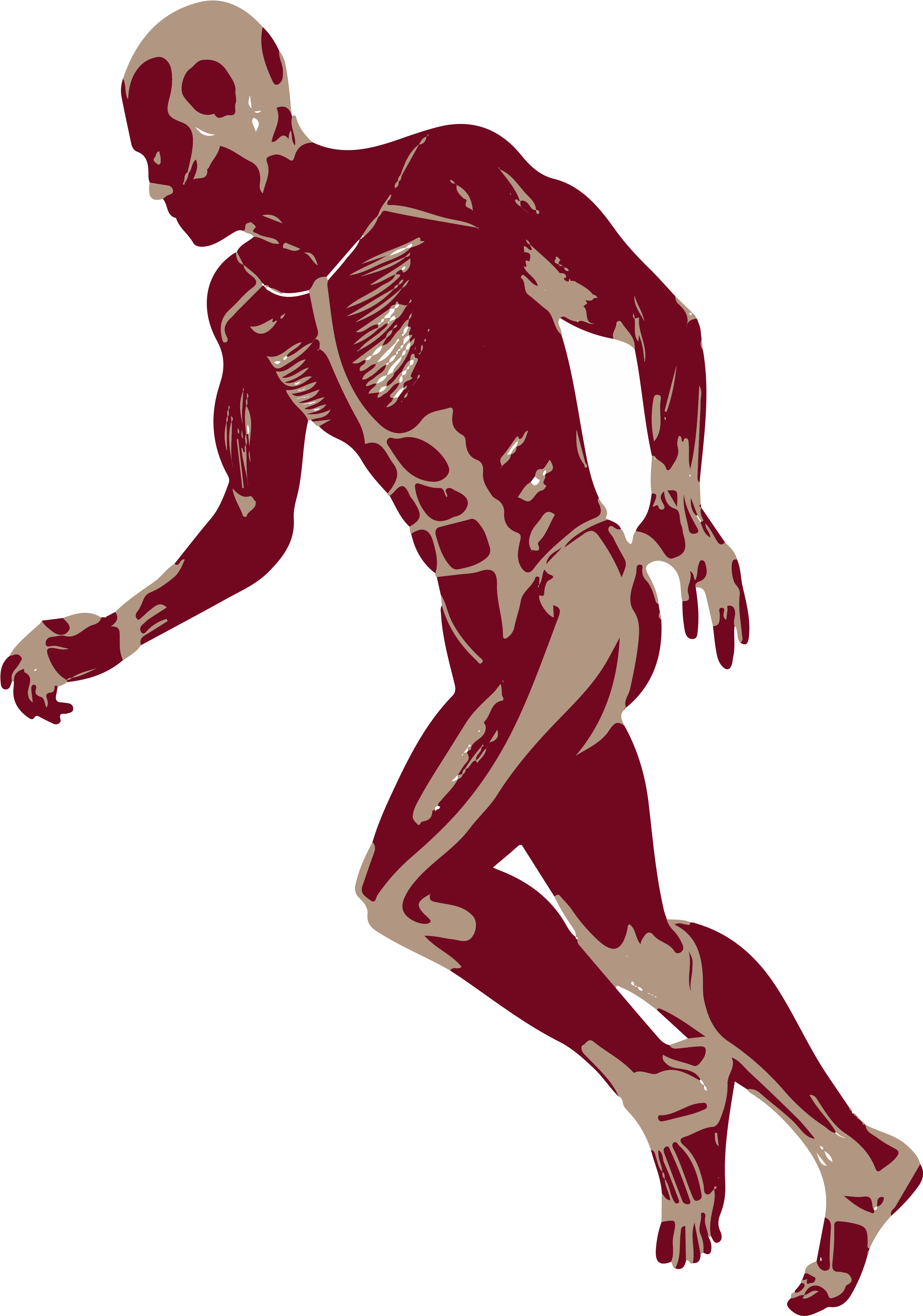 3d Running Man Muscles Anatomy D Png - Muscles Png Clipart (3527x4877), Png Download