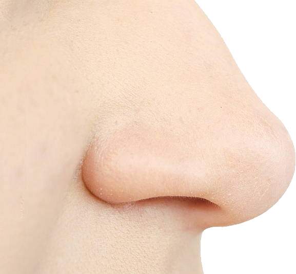 Nose Clipart Human - Png Download (577x533), Png Download