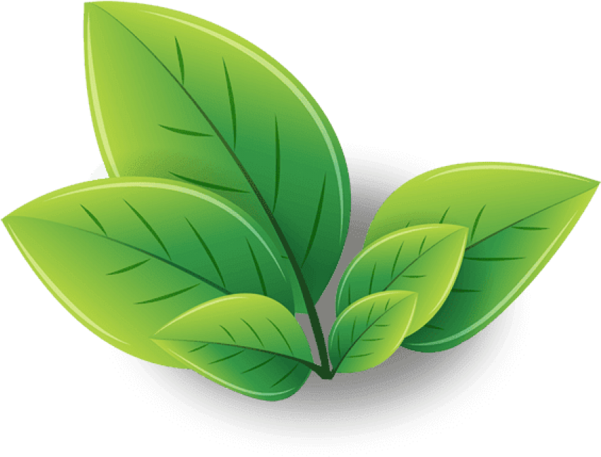 Free Png Download Green Tea Png Images Background Png - Clip Art Green Tea Png Transparent Png (850x679), Png Download